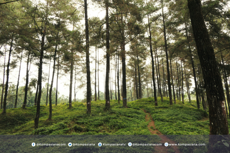 Melalui Video Interaktif, Departemen Akuntansi Perkenalkan Agroeduwisata Jeruk-Jeruk Di Desa Samar Untuk Wujudkan SDGs